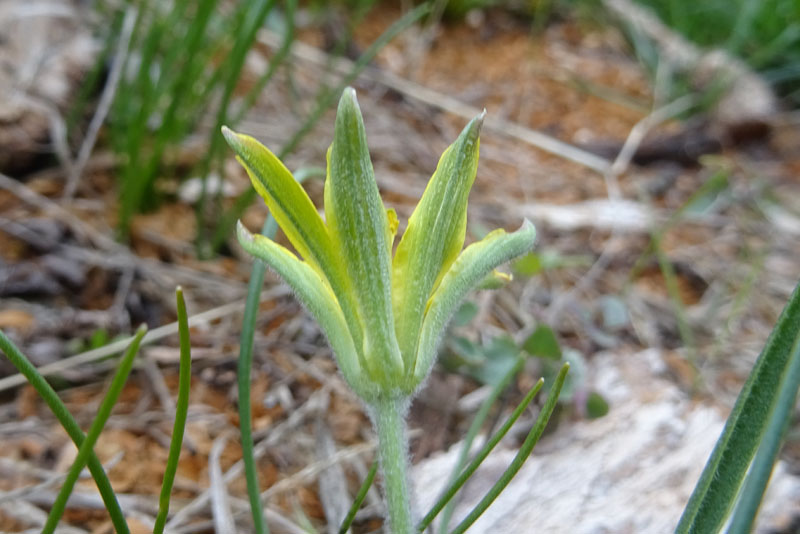 Gagea sp. - Liliaceae